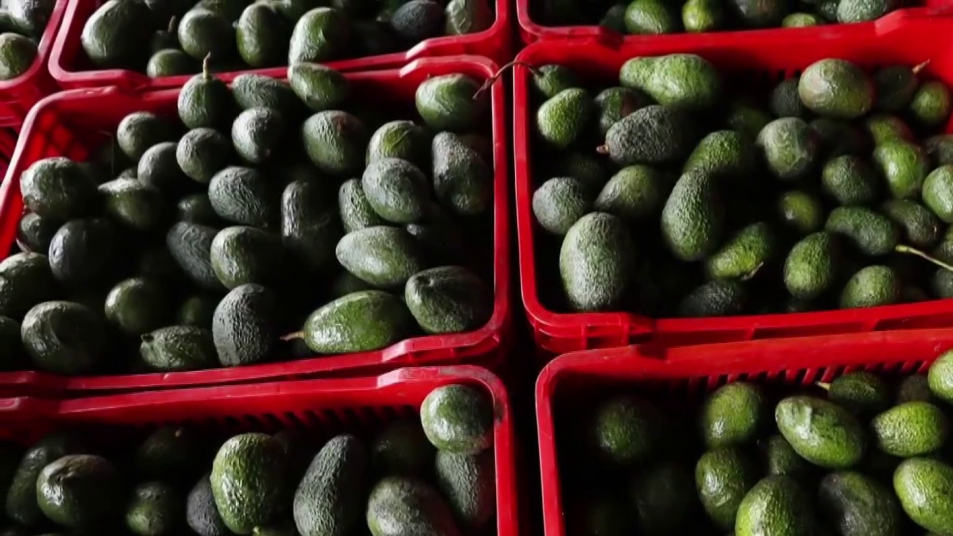 U.S. Halts Mexican Avocado Imports After American Safety Inspector Threatened