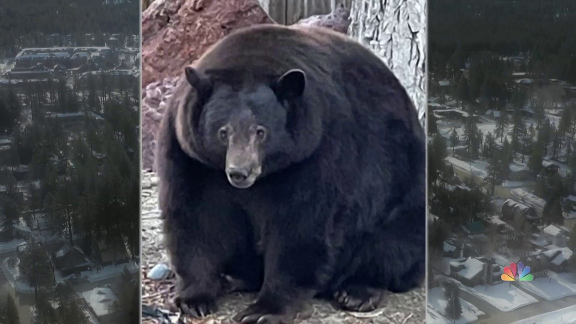 Толстущая. Hank the Tank медведь. Толстый медведь. Медведь в Калифорнии. Самый толстый медведь в мире.