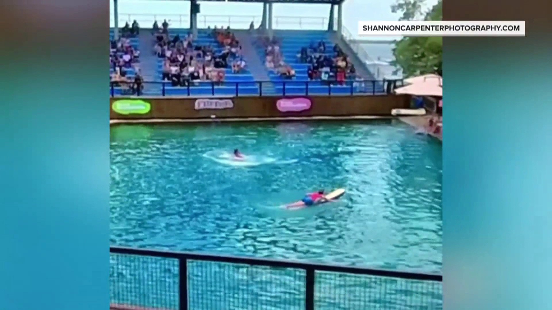 Dolphin attacks trainer during Miami Seaquarium performance