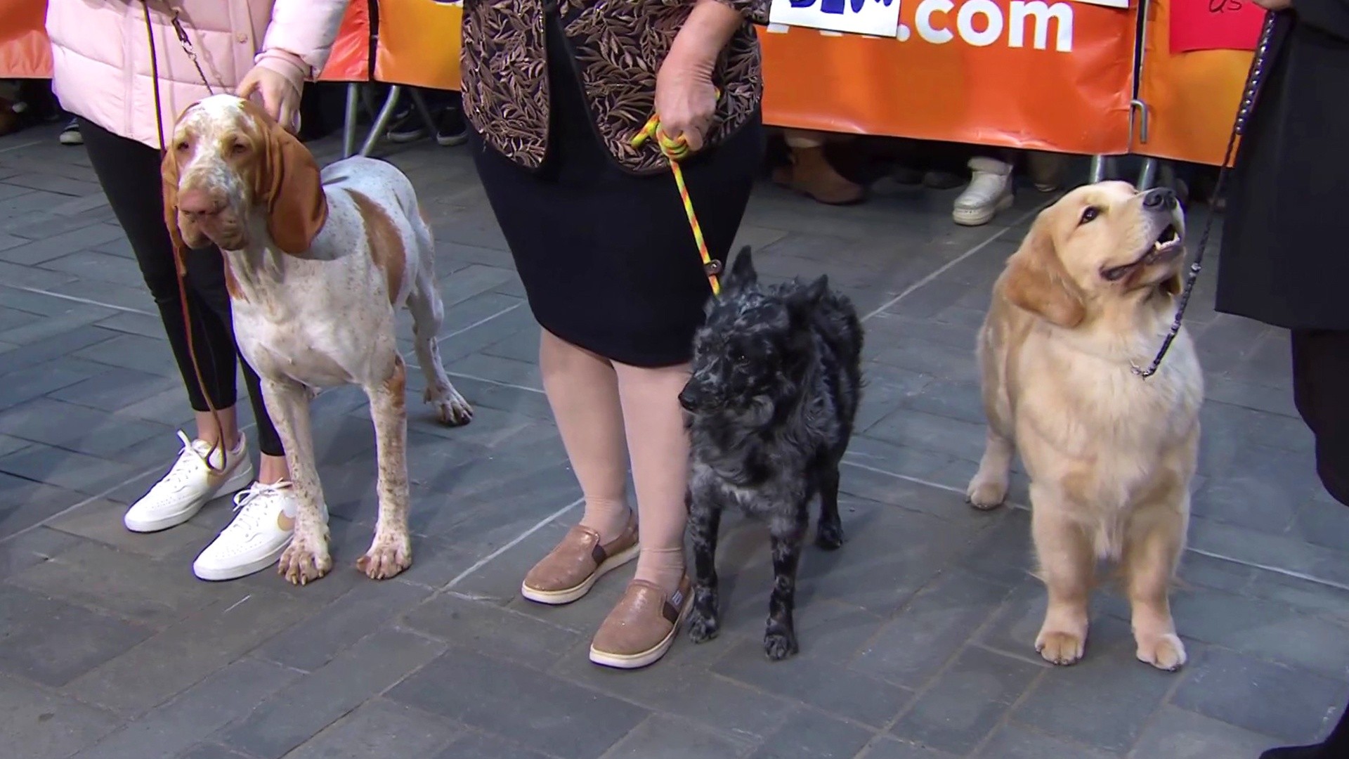 Dog shows sales near me today