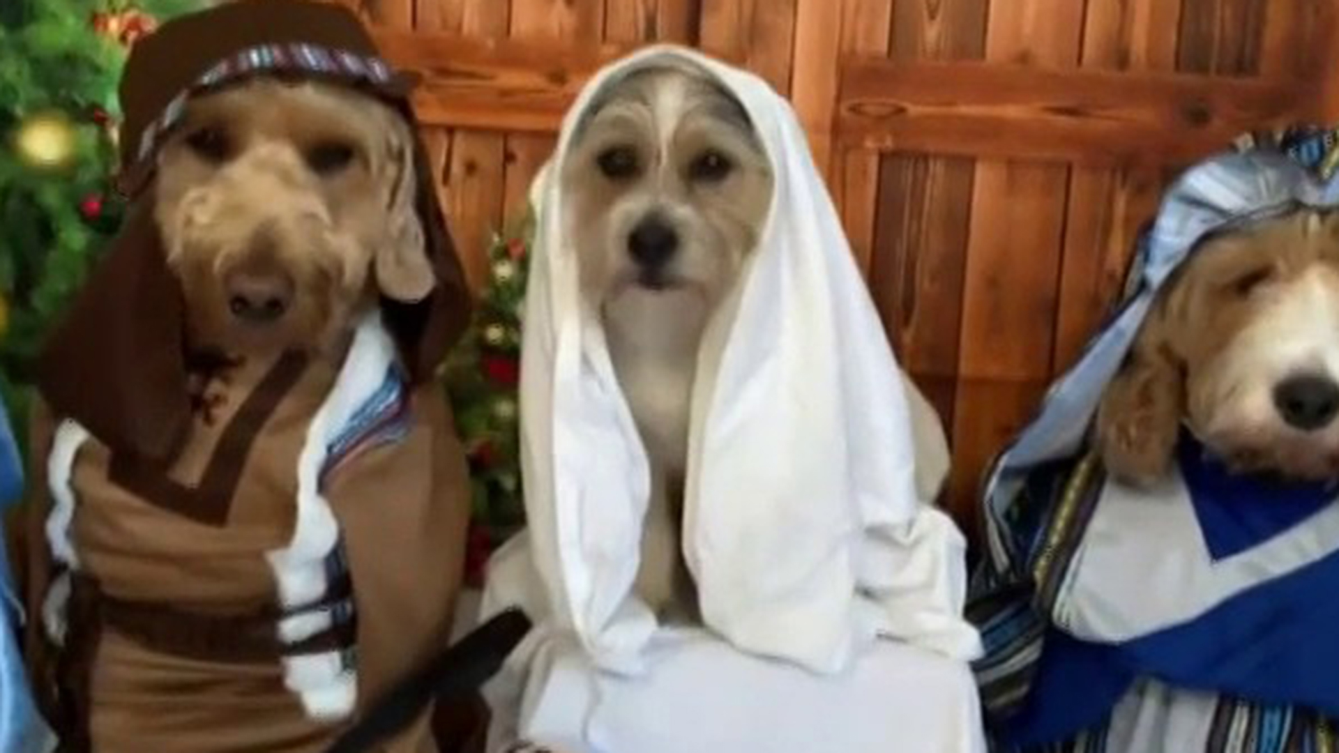 Dog nativity store