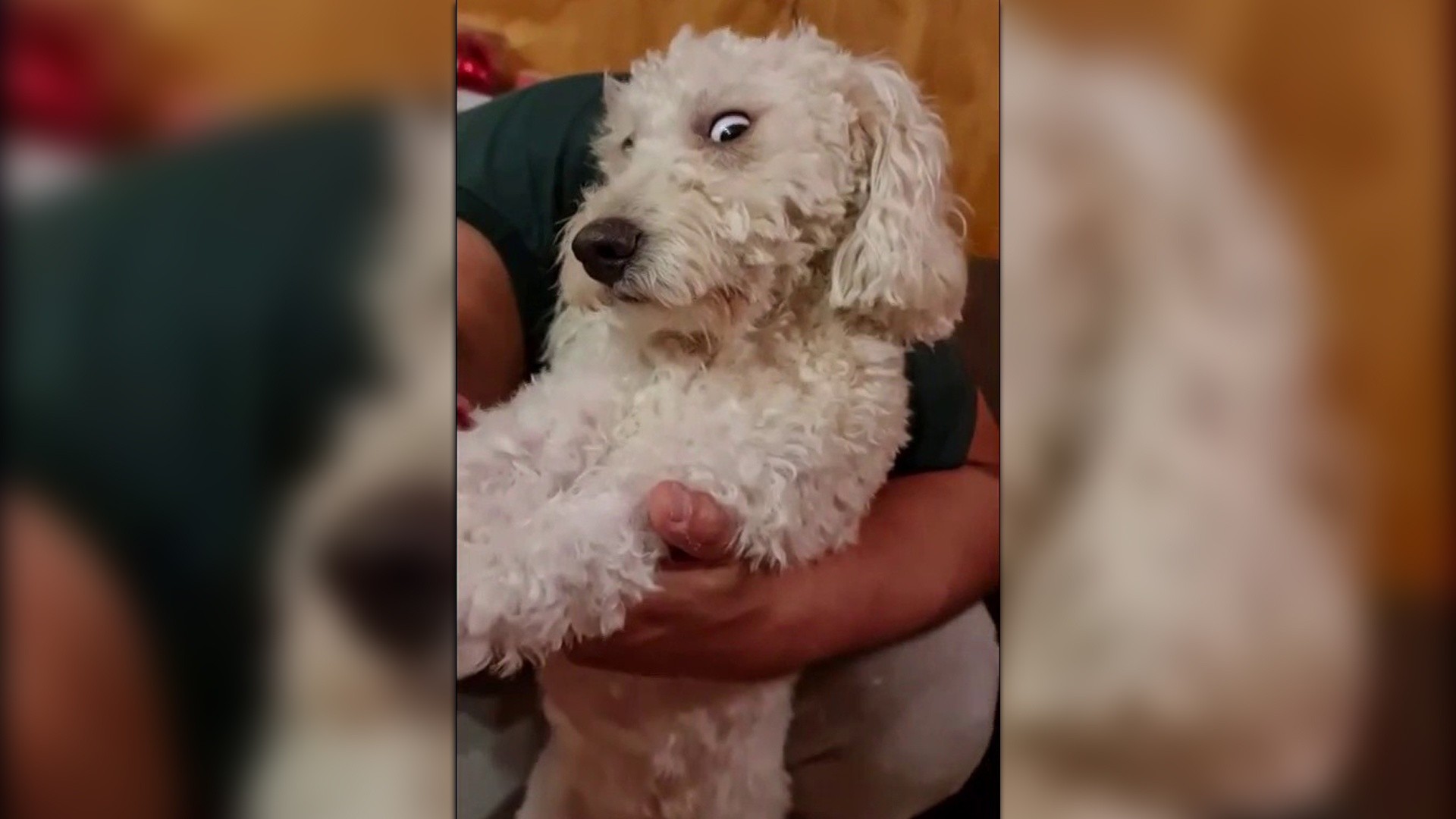 Dog getting haircut sales