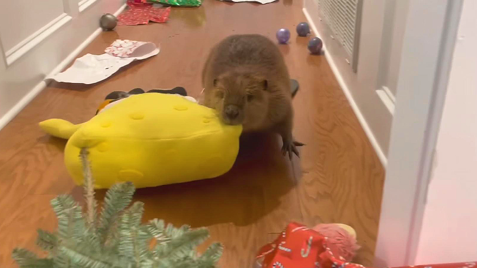 Beaver finds adorable way to practice dam building while in rehab