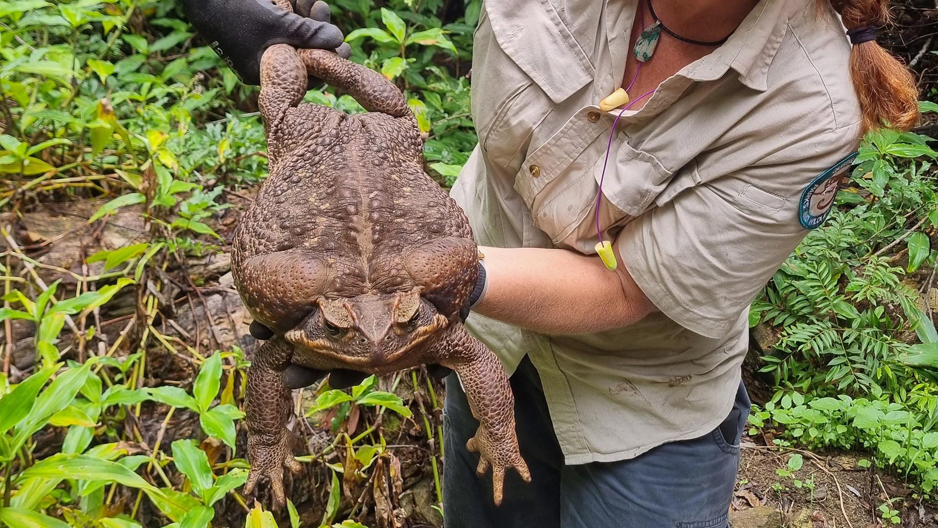 Giant 'Toadzilla' cane toad found in Australian rainforest