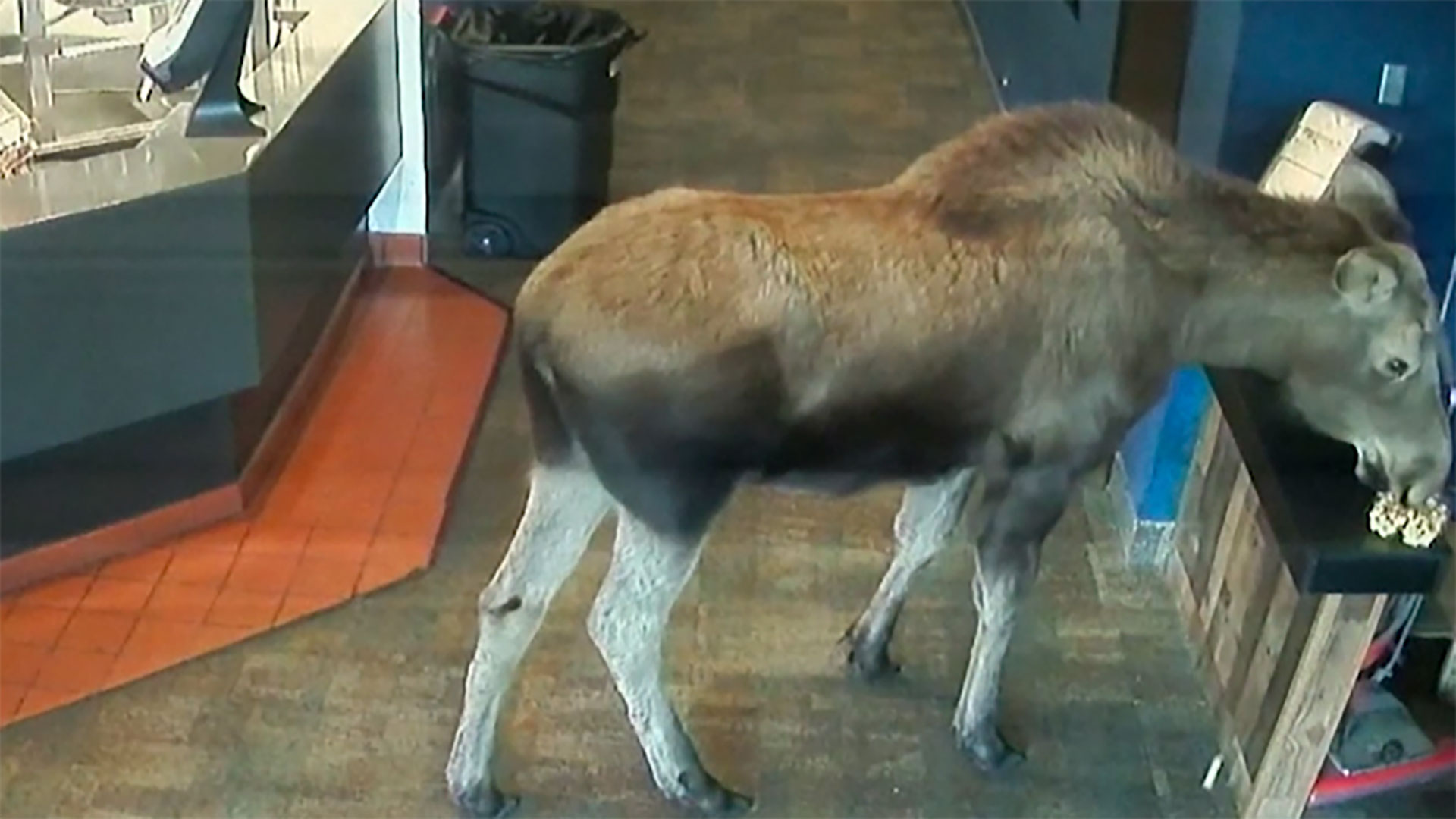 WATCH: Moose with the munchies grabs popcorn snack at movie theater