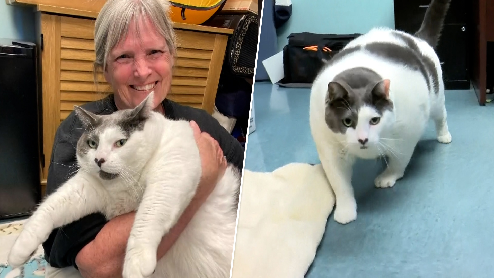 40-pound cat named Patches finds new fur-ever home