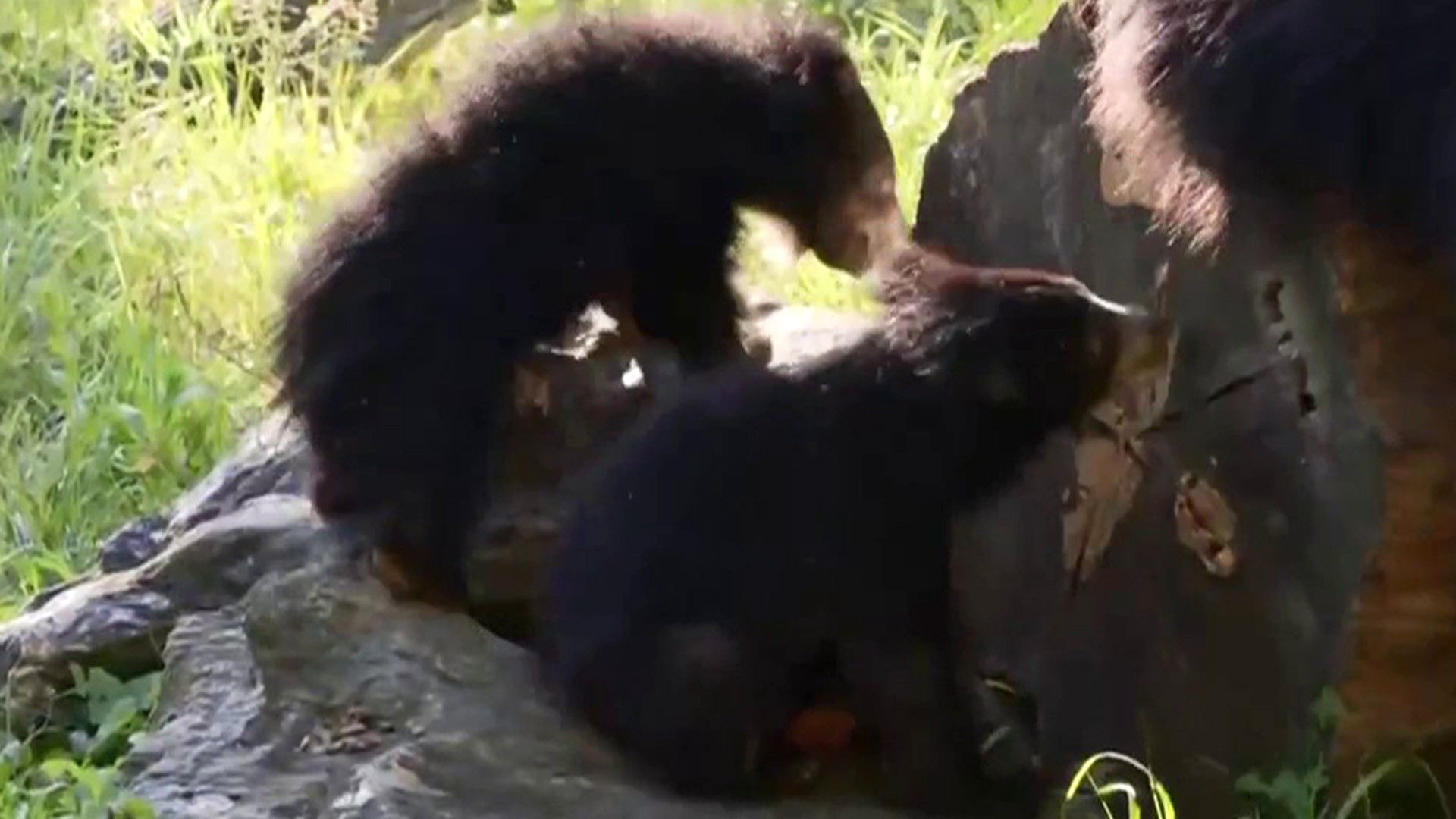 It's TWINS—sloth bear cubs born New Year's Day!