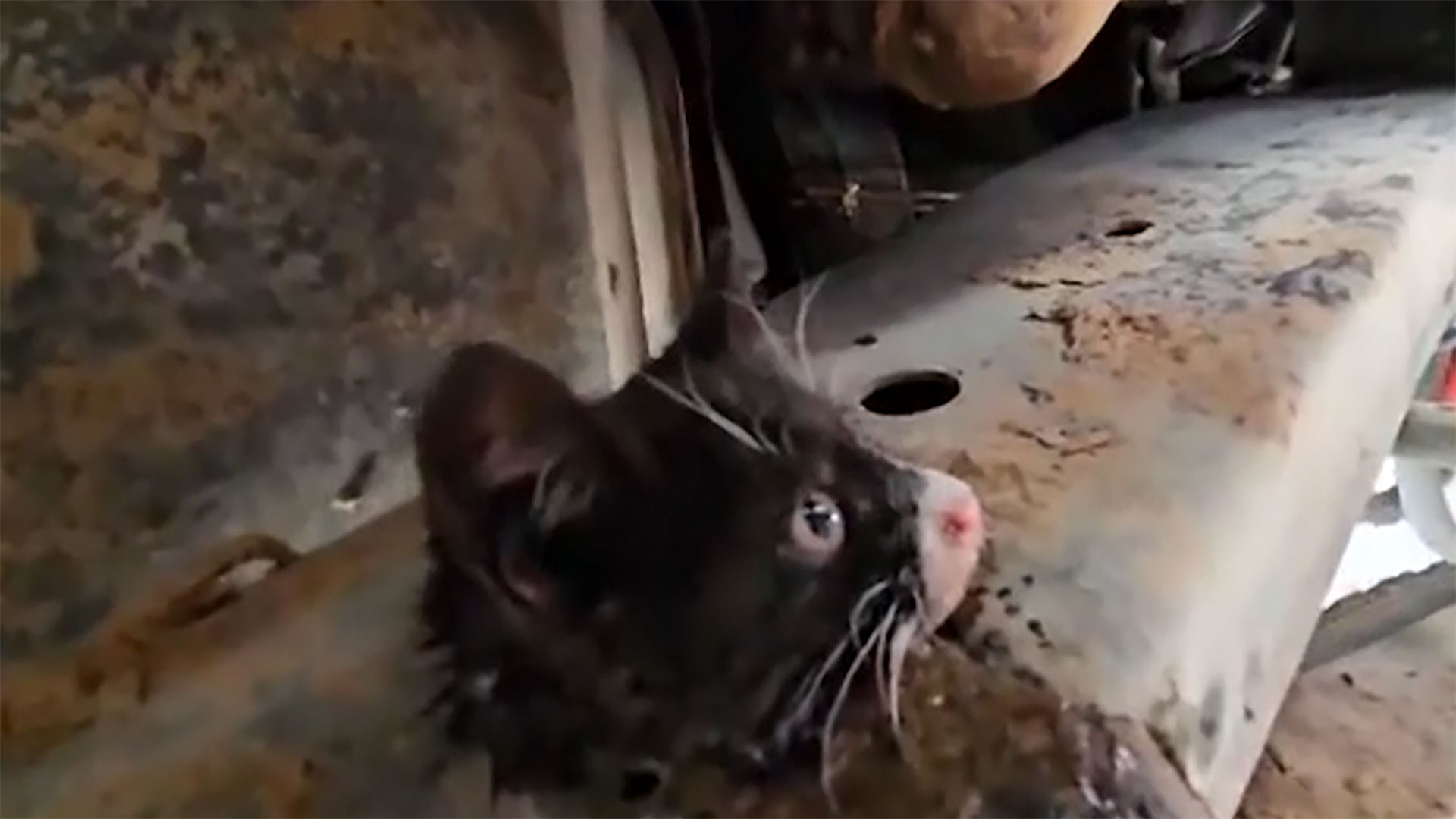 WATCH 8weekold kitten rescued after getting caught in truck frame(01)