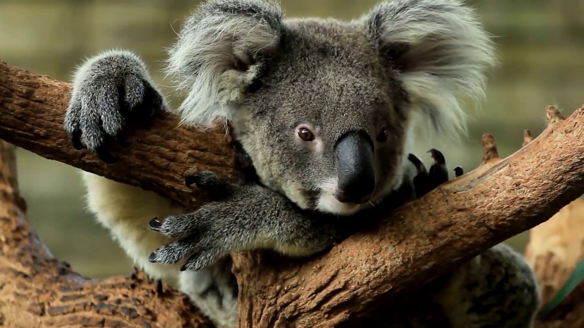 Koalas - Bush Heritage Australia