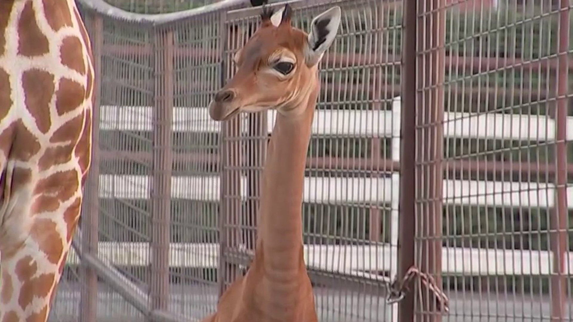 Extremely unique' giraffe born without spots in Tennessee