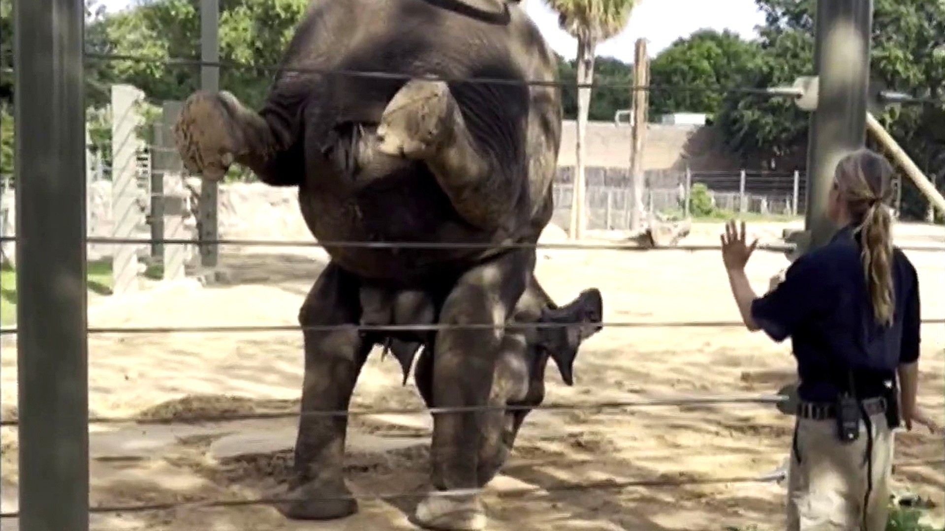How yoga is helping these elephants at the Houston Zoo