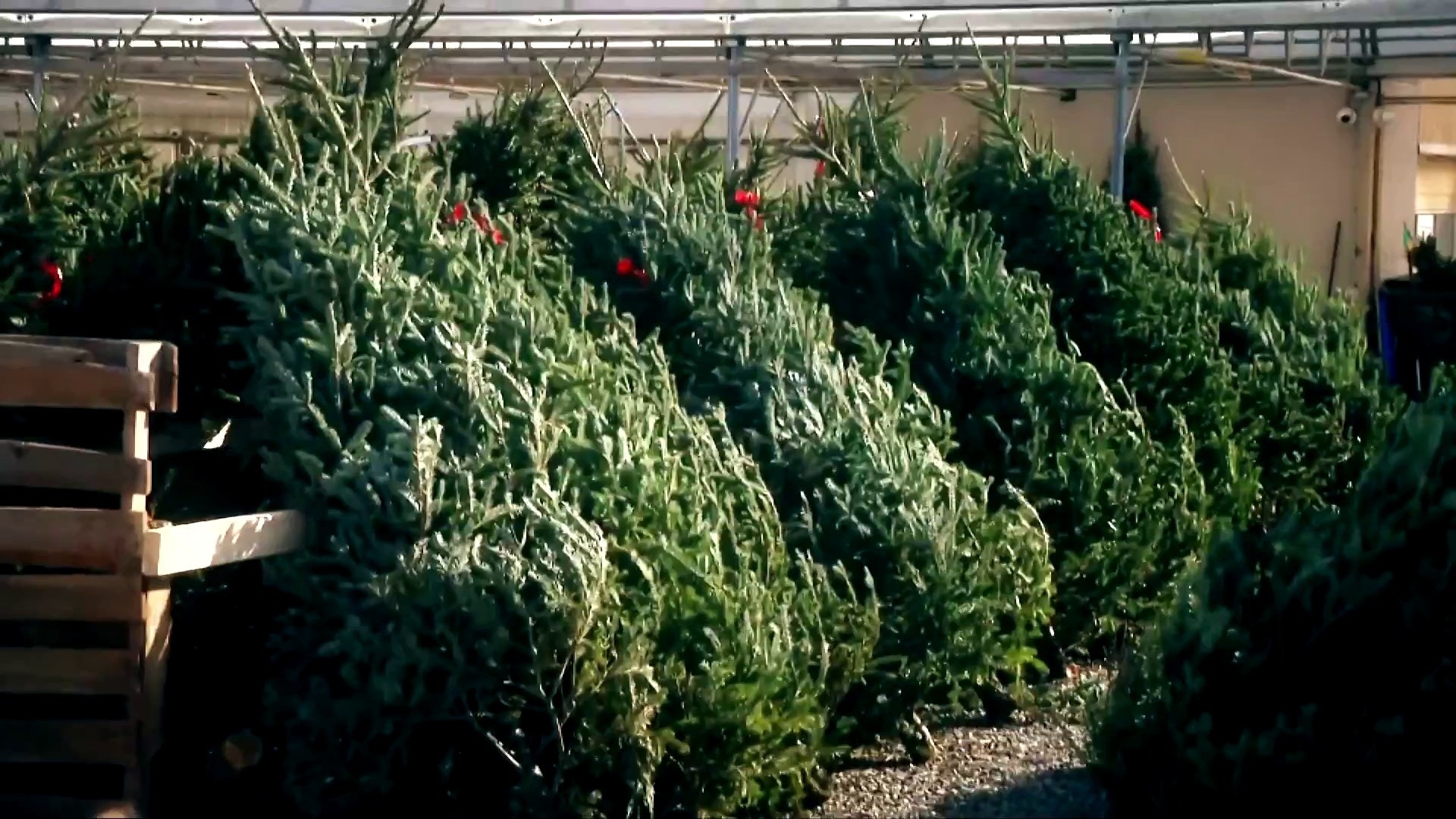 Why your Christmas tree might cost more this year