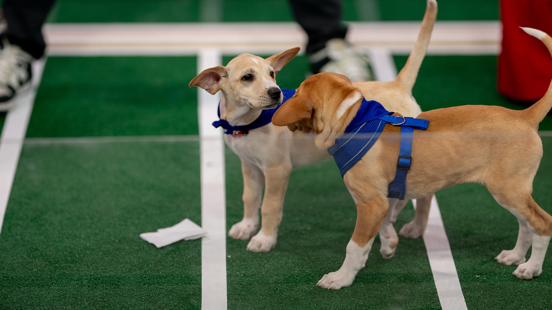 2024 Puppy Bowl: Dogs up for adoption go head-to-head
