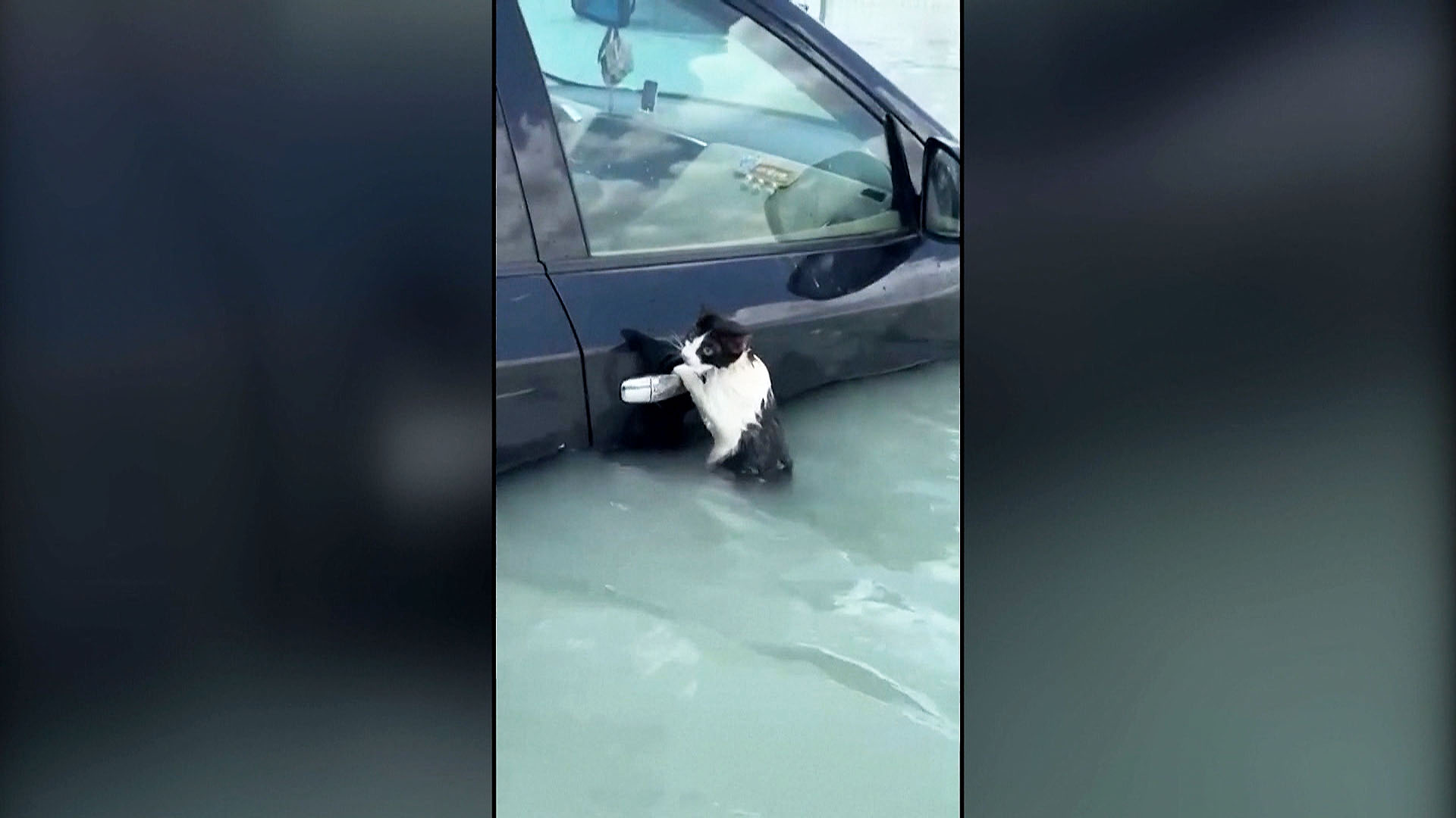 WATCH: Cat clings to car door to escape Dubai flooding