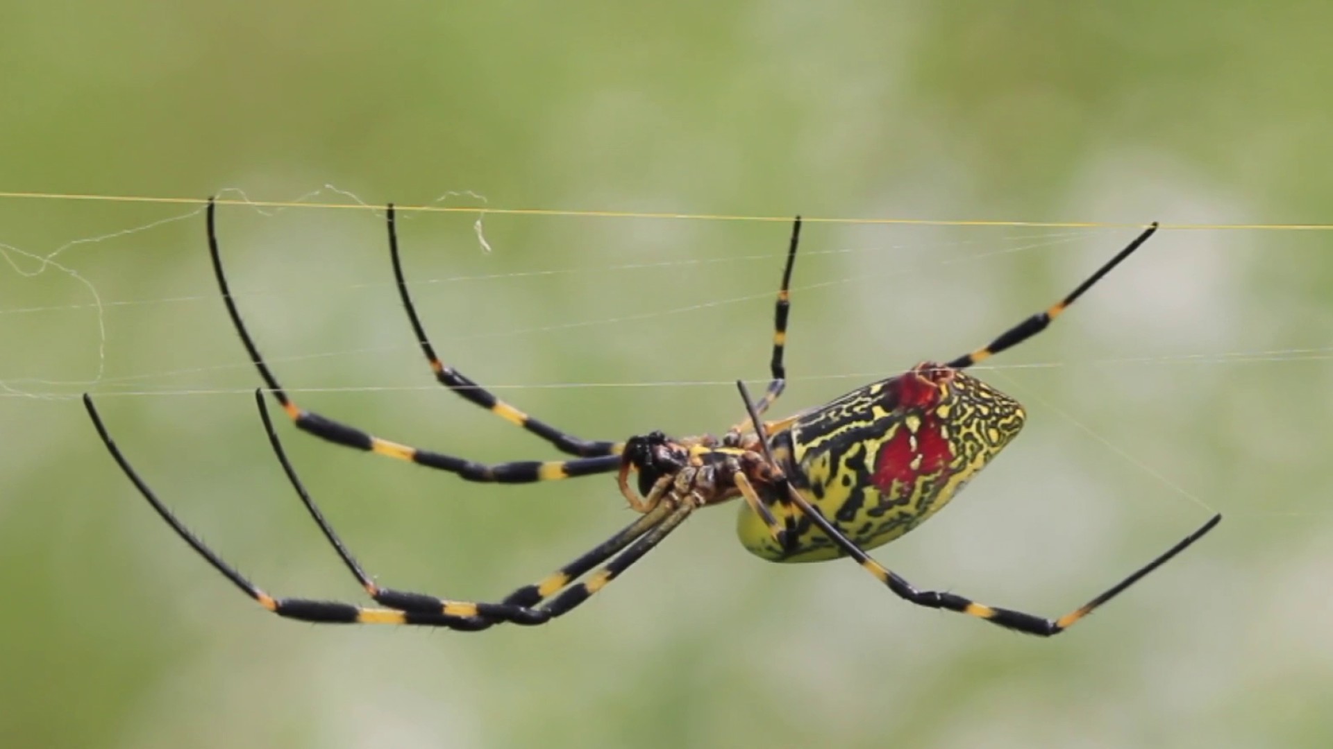 Giant venomous flying spider is spreading across the East Coast
