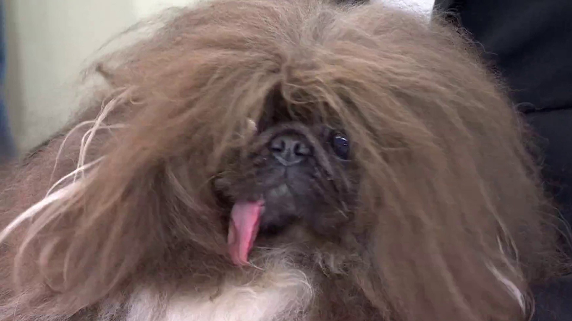 Meet Wild Thang, crowned the World's Ugliest Dog after 5 tries