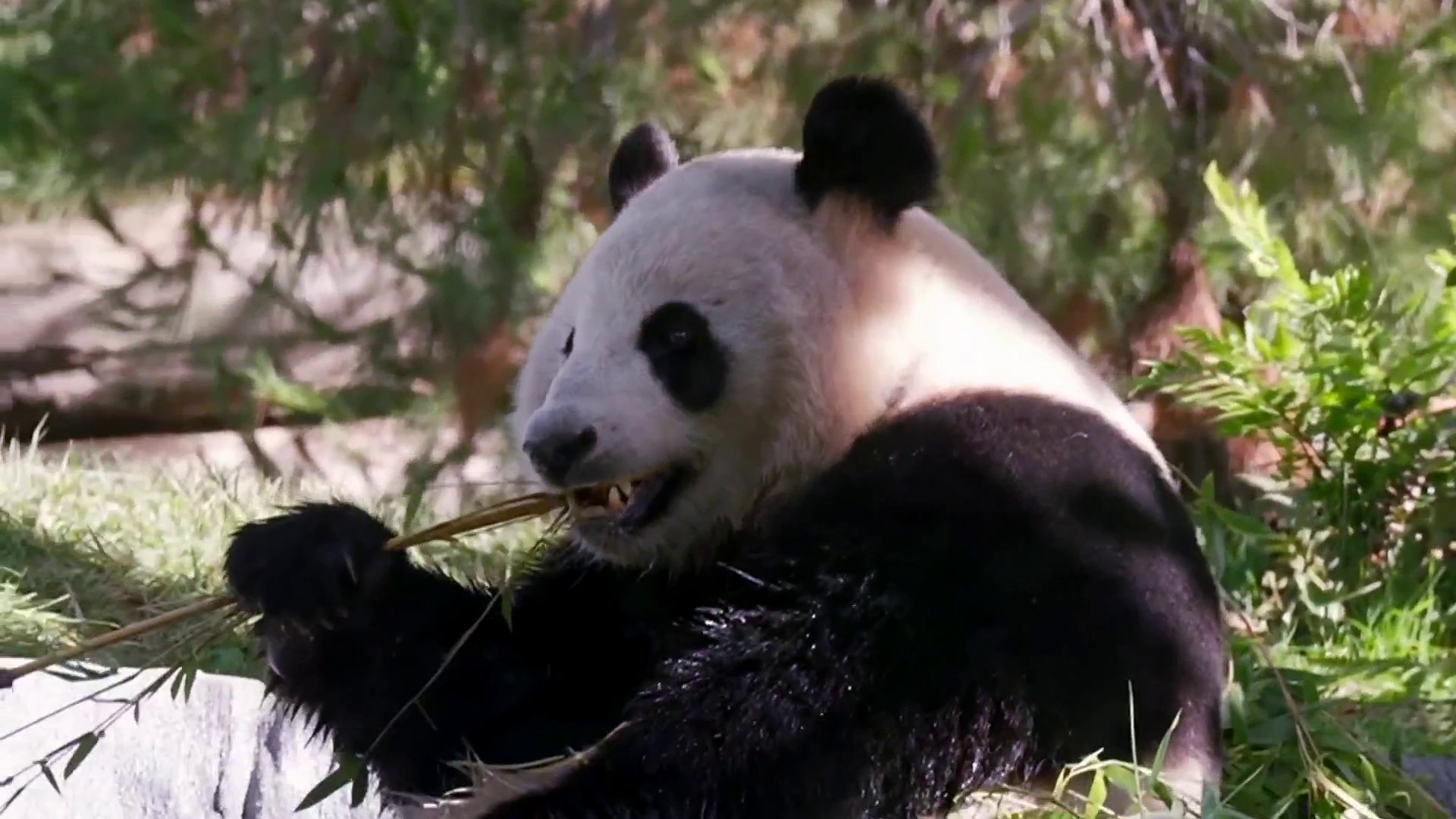 New giant pandas at San Diego zoo are ready to make public debut