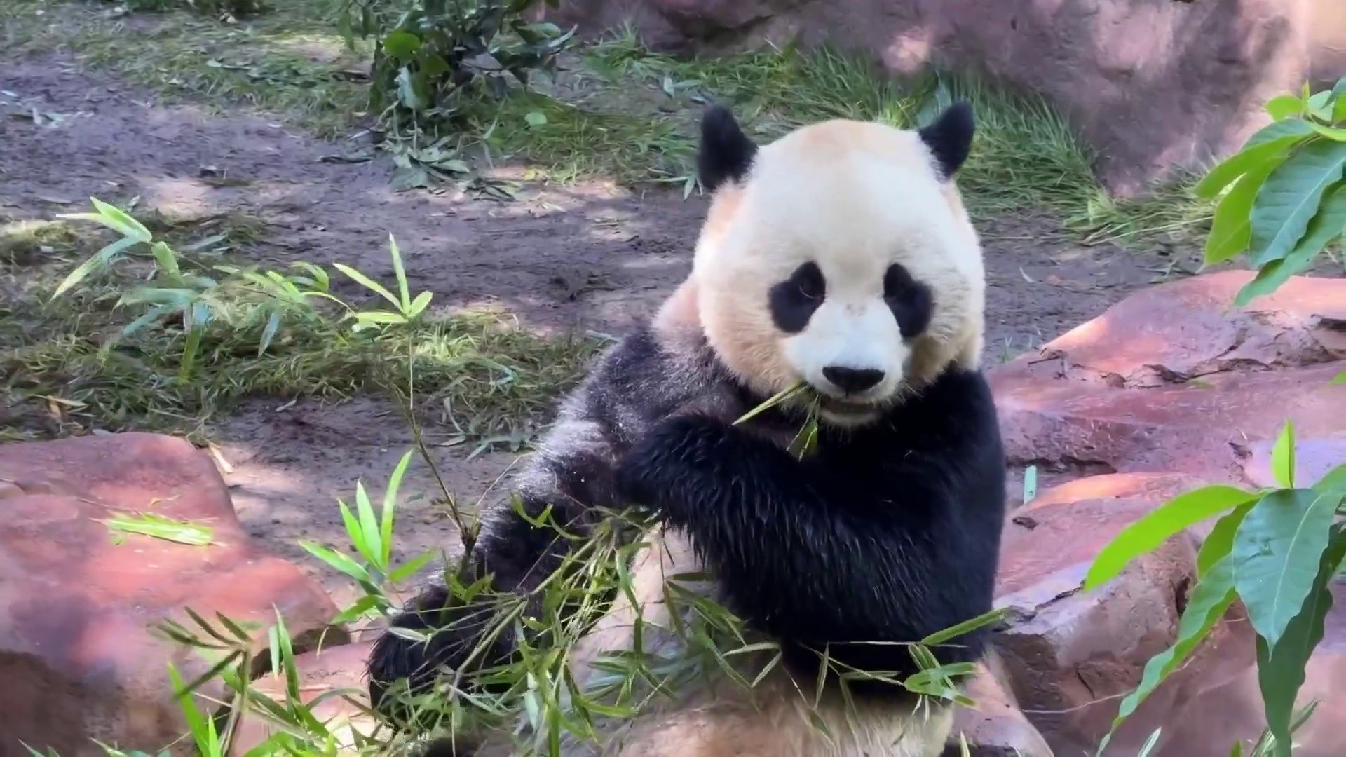 Unbearably adorable: Pandas finally make debut at San Diego Zoo