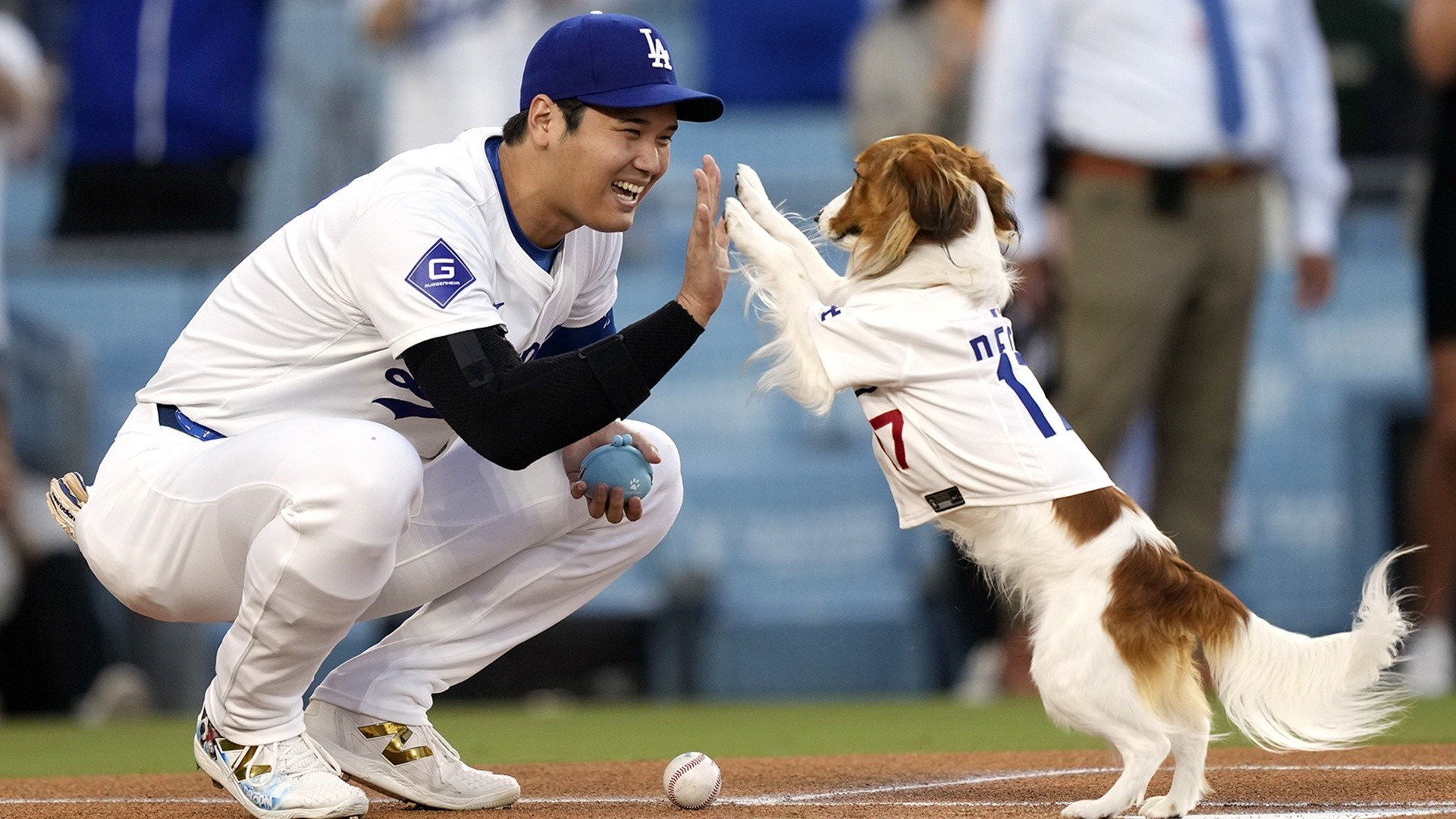 Shohei Ohtani's dog throws out first pitch at Dodgers game