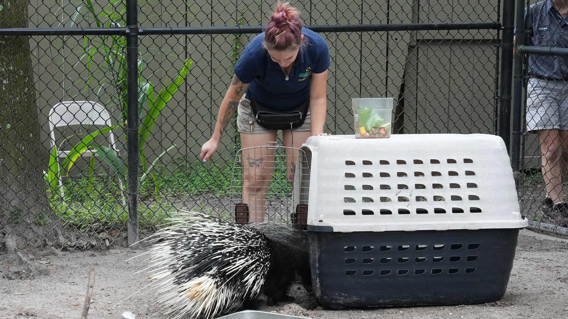 How zoos are preparing to keep animals safe for Hurricane Milton