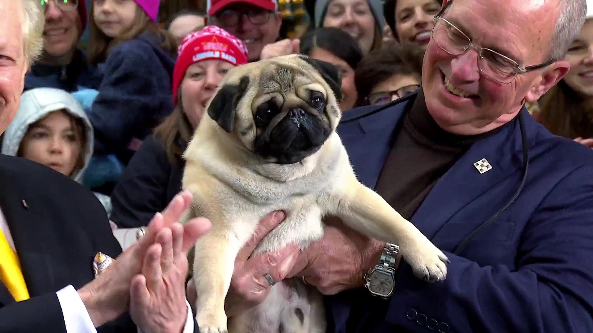 Vito the pug celebrates National Dog Show win on TODAY plaza