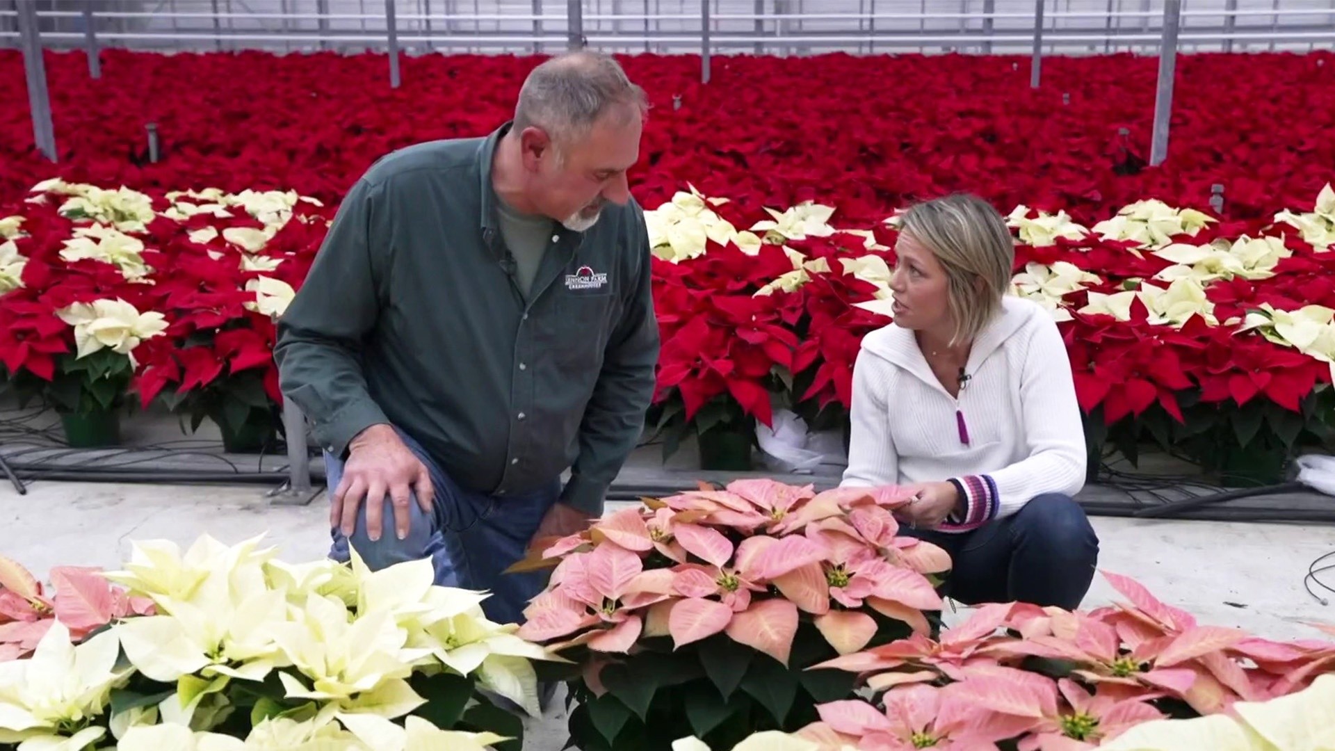 Inside the family farm continuing the tradition of growing poinsettias