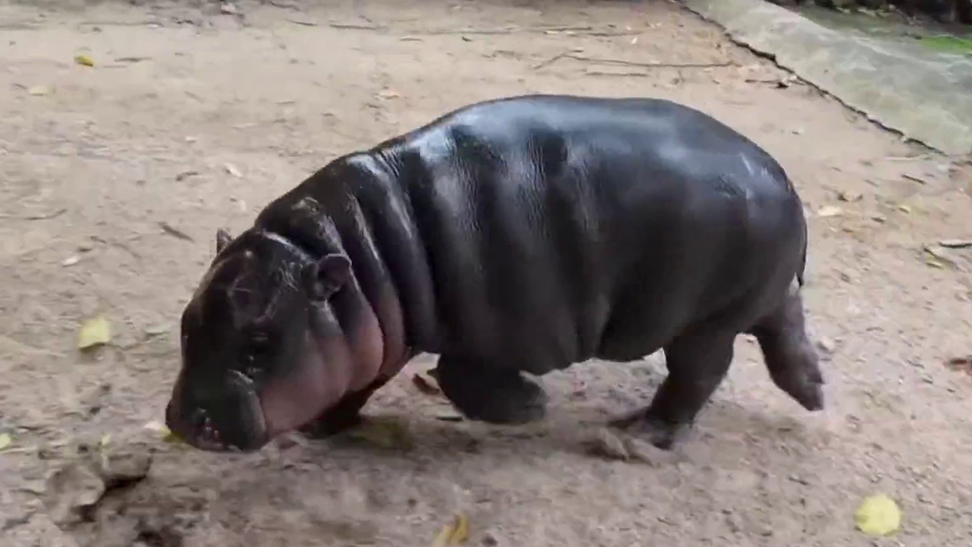 Moo Deng is still the hippopotamus everyone wants for Christmas