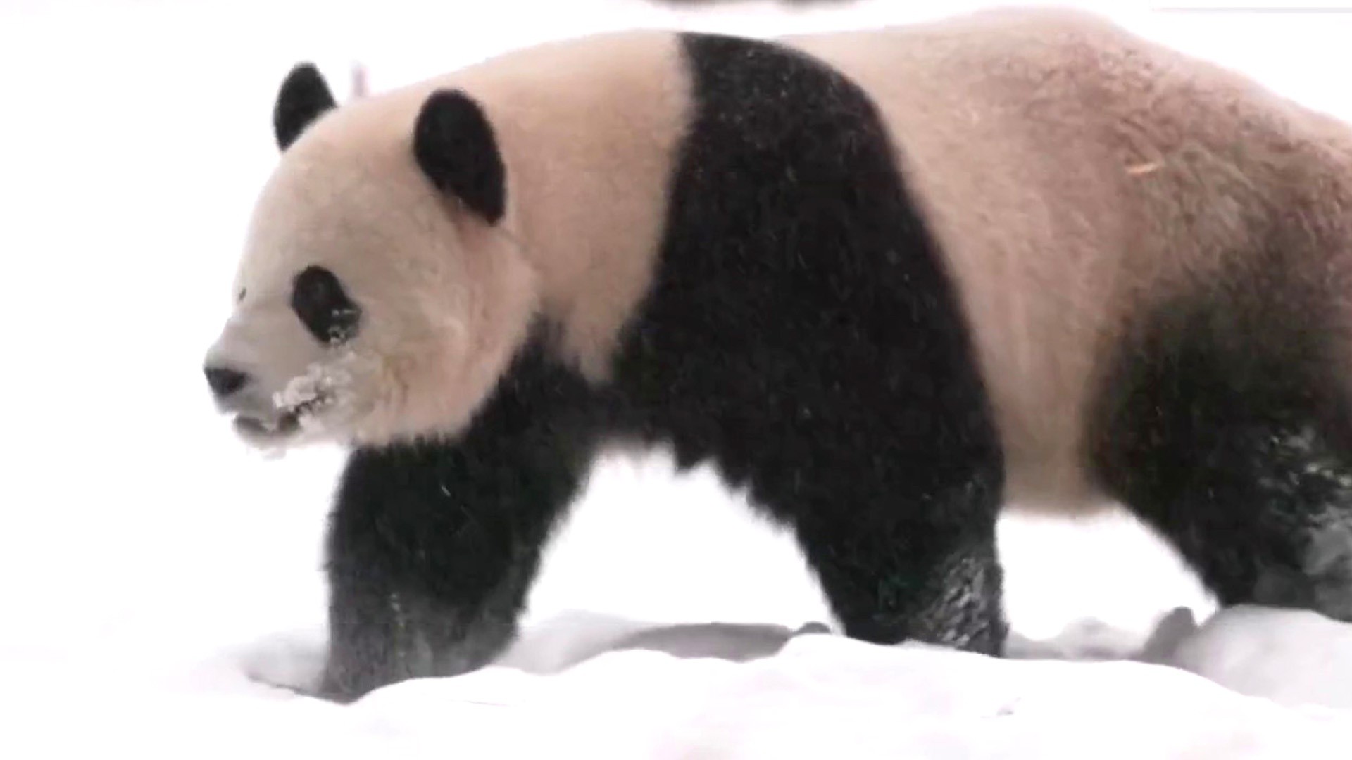National Zoo's giant pandas make public debut live on TODAY!