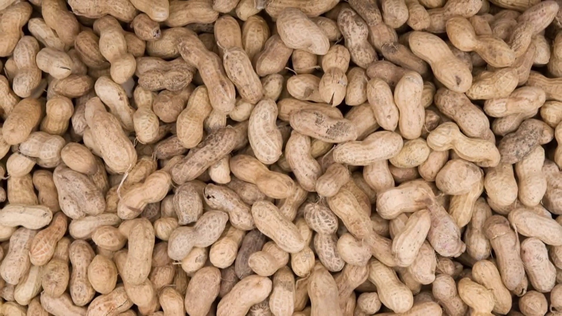 How children may be able to overcome mild peanut allergies