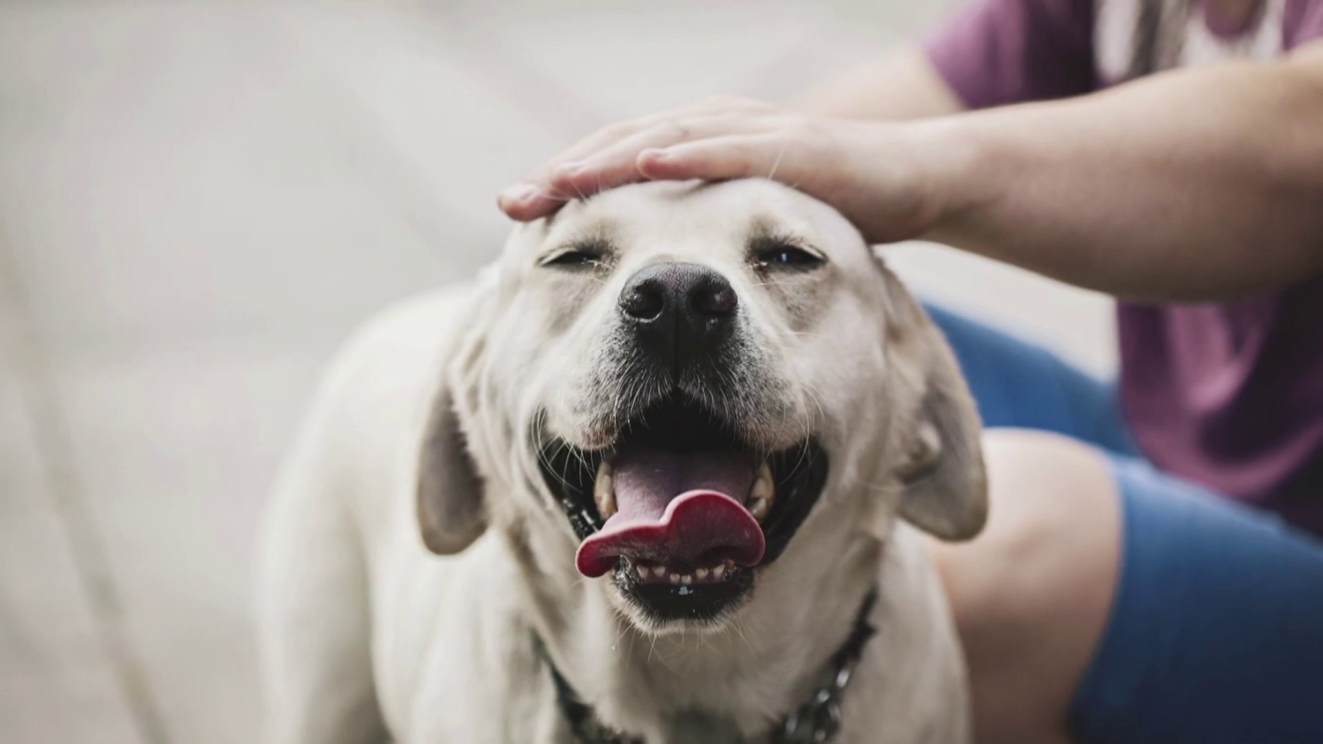 Is your pet your best friend? Study says it's likely