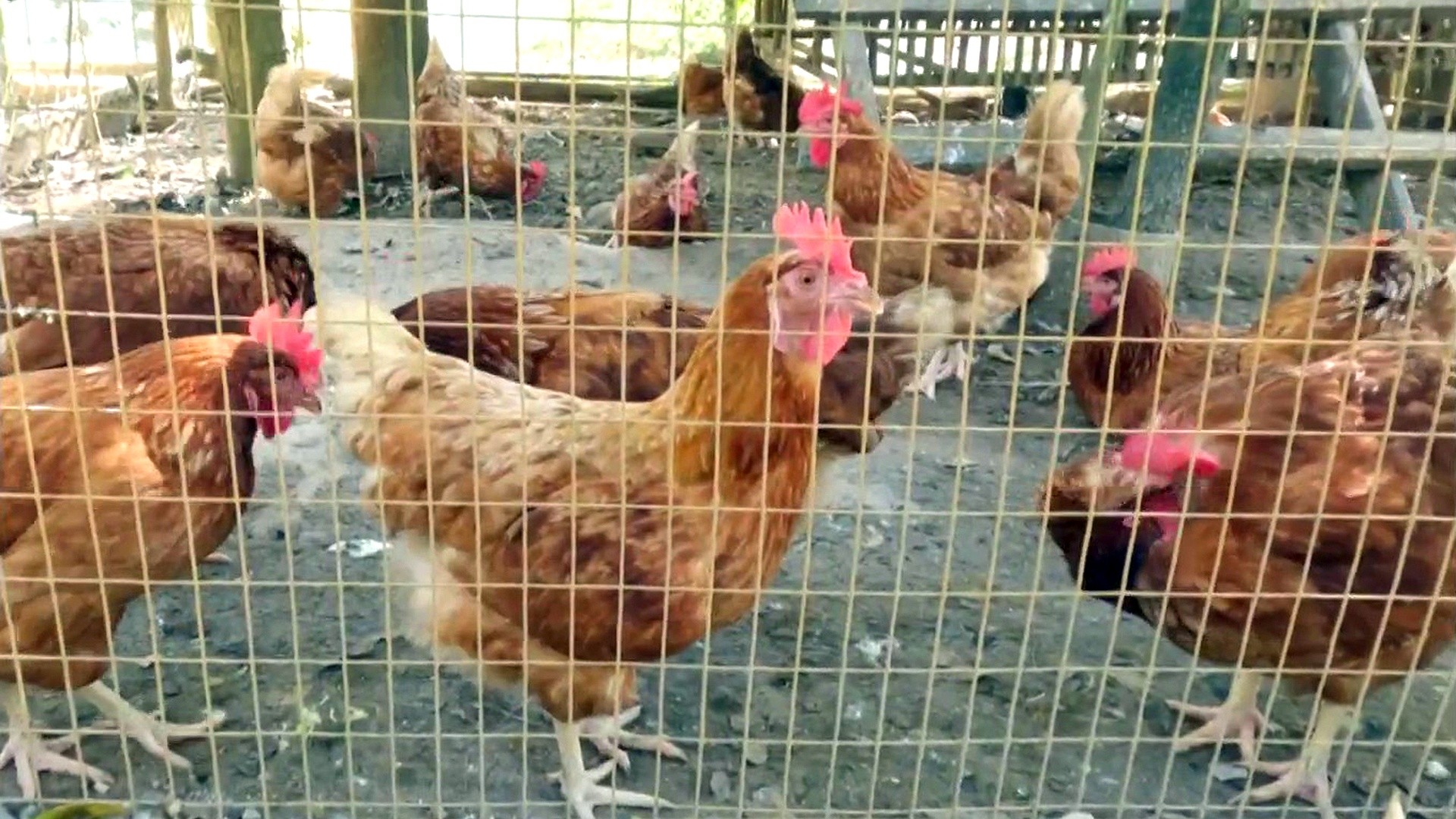 USDA reveals plan to fight bird flu epidemic and lower egg prices
