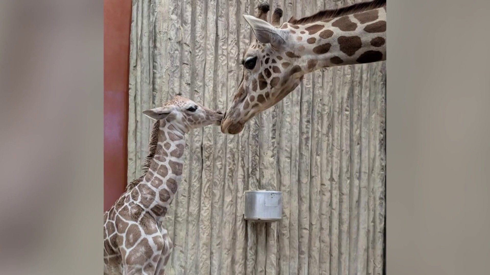 Giraffe gives birth at Denver Zoo: How to help pick the name