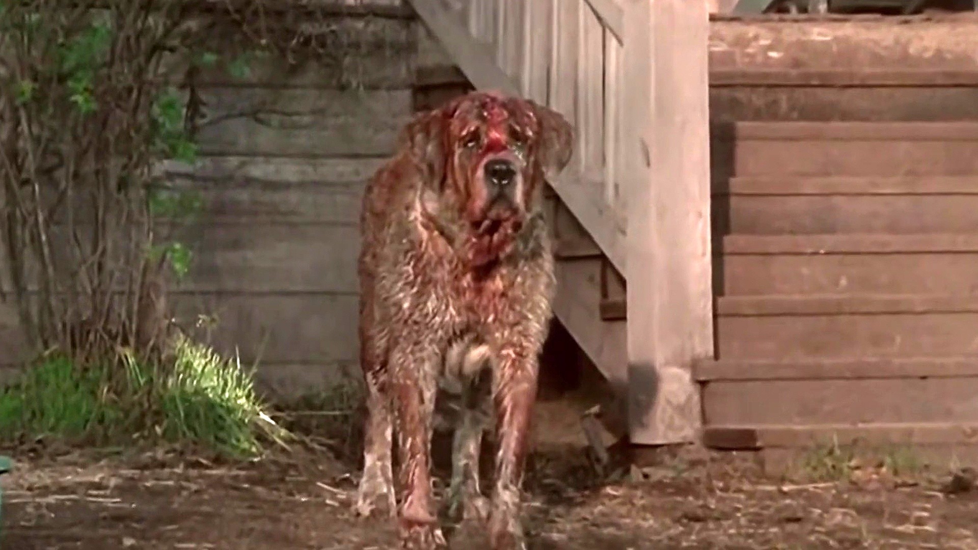 Netflix to remake the classic Stephen King horror film 'Cujo'