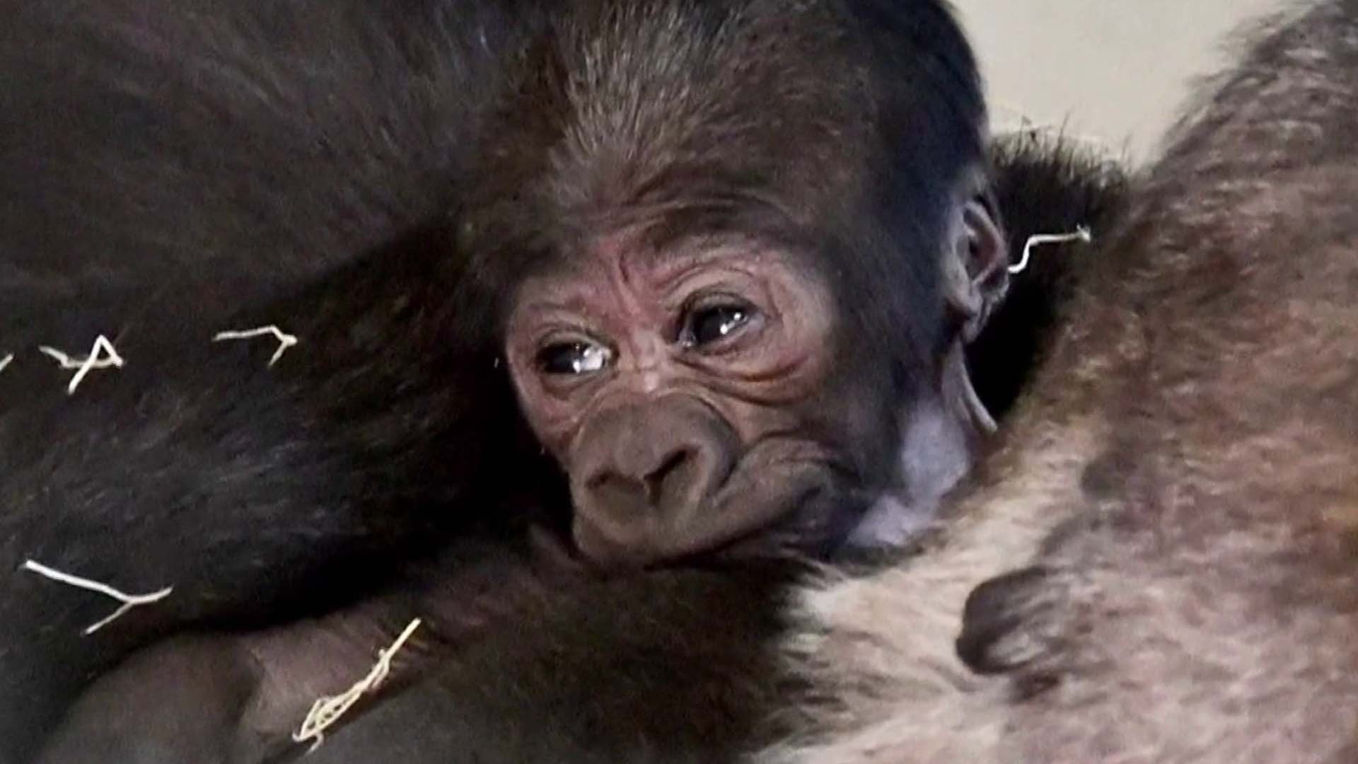 It's a boy! See the adorable baby gorilla born at the Little Rock Zoo