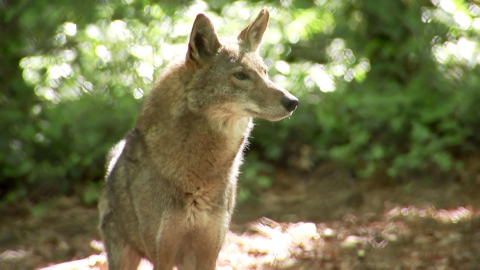 Fewer than 20 red wolves are left: Inside the fight to save them