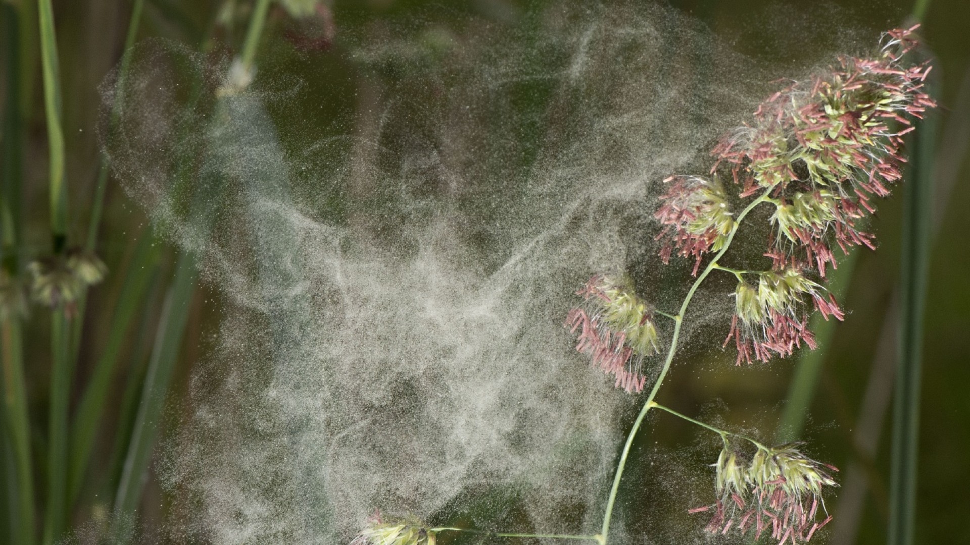 Pollen season started earlier in 2025: How to deal with allergies
