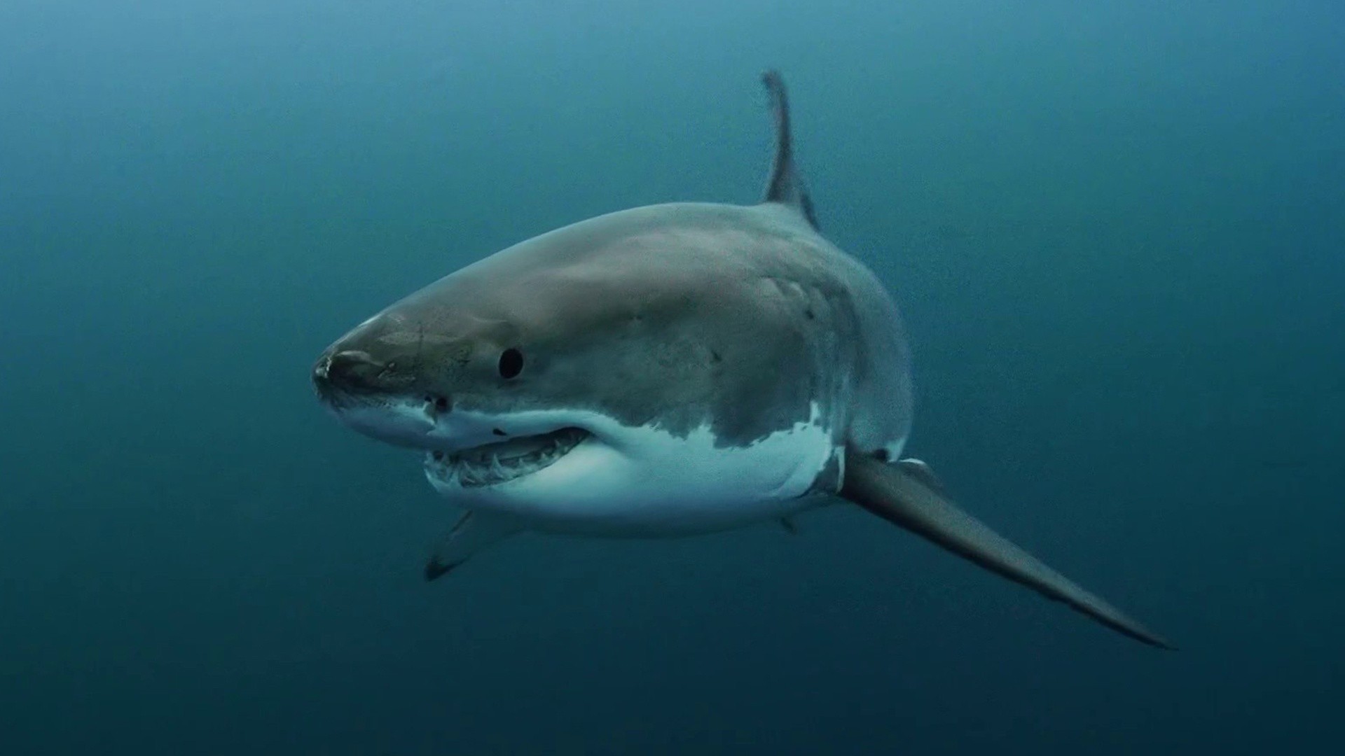 How 'Jaws' Inspired Wave of Shark Research and Conservation