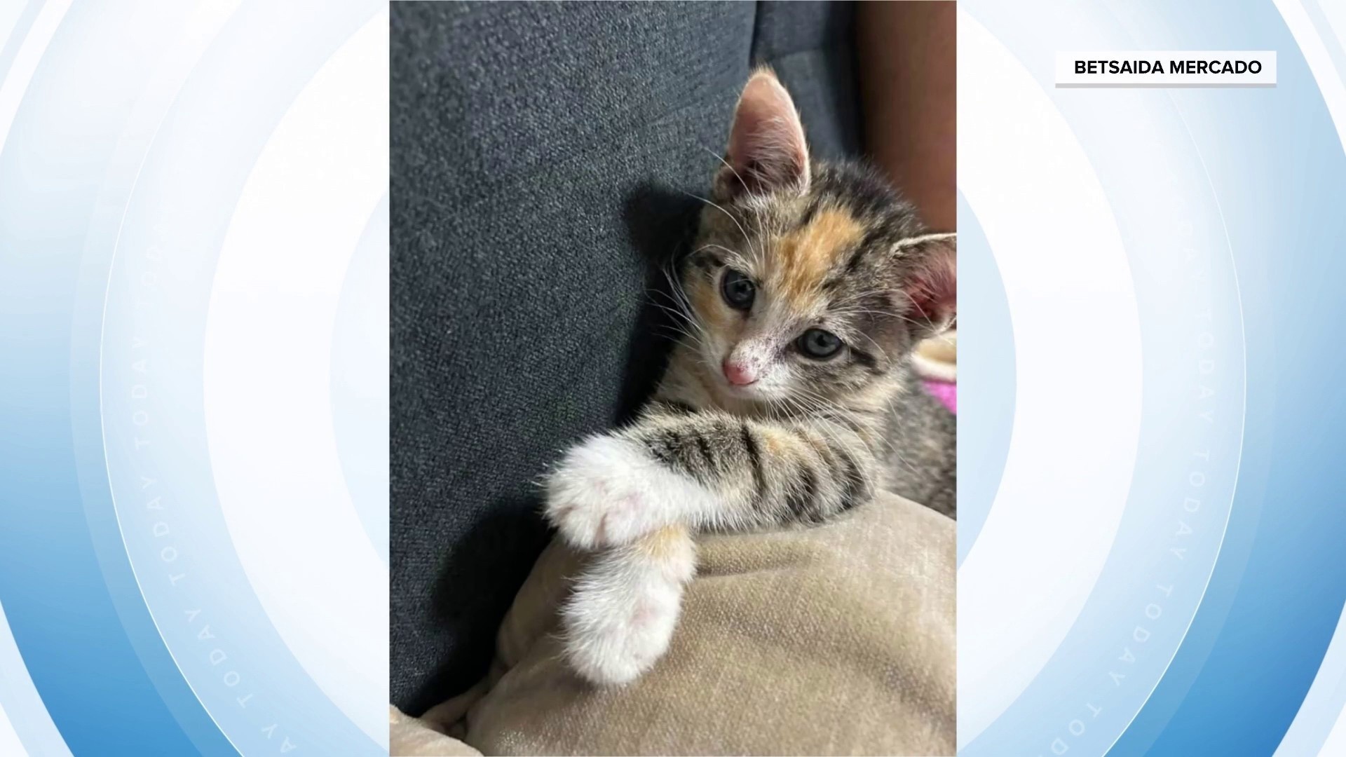 Kitten Who Hitched a Ride on NYC Subway Finds Forever Home