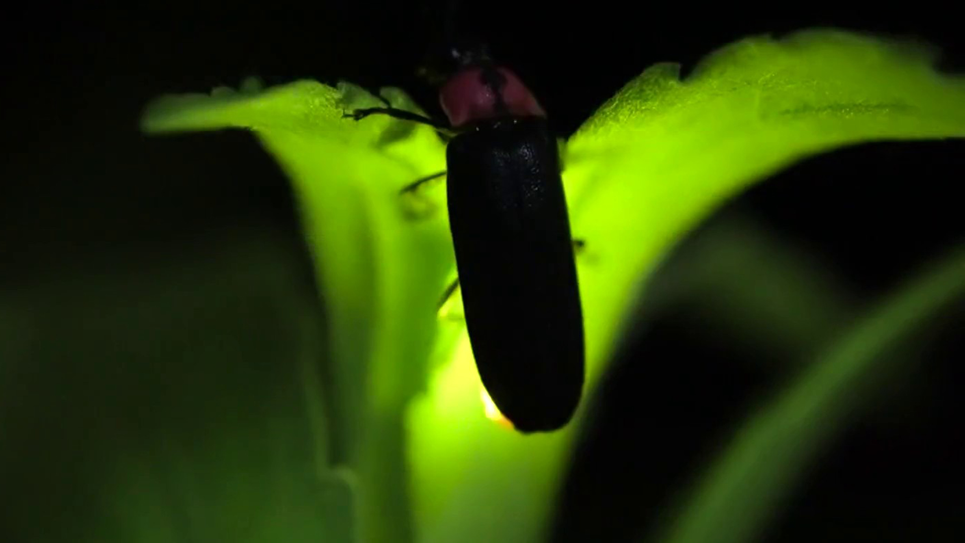 Resurgence of Fireflies Lights Up Social Media