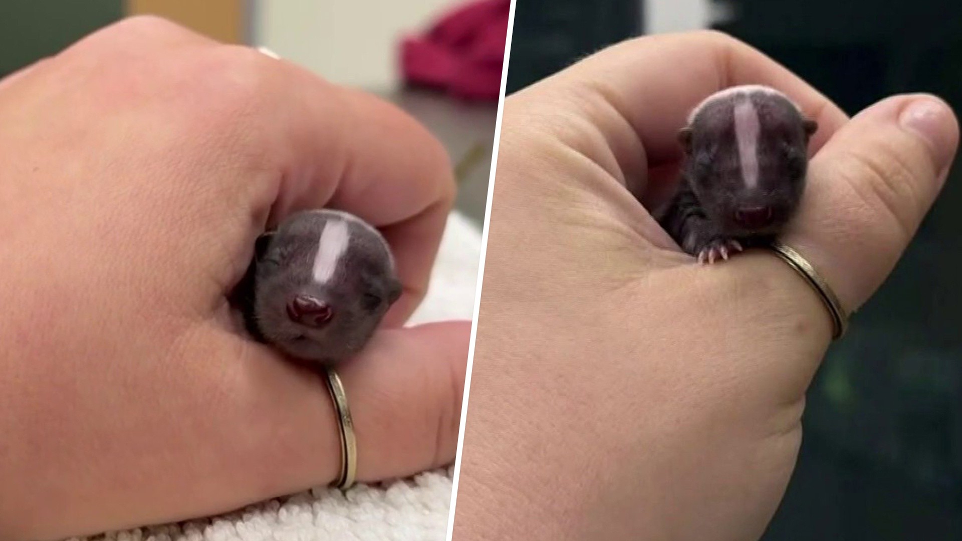 Meet Cincinnati Zoo's New Resident: Marshmallow the Skunk!