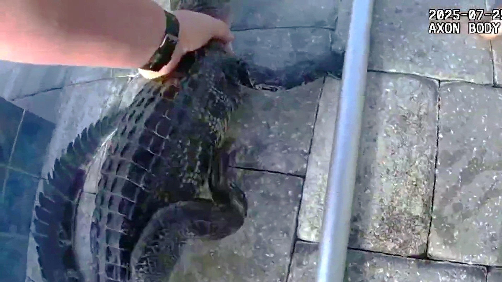 Florida Deputy Grabs Gator in Pool With His Bare Hands