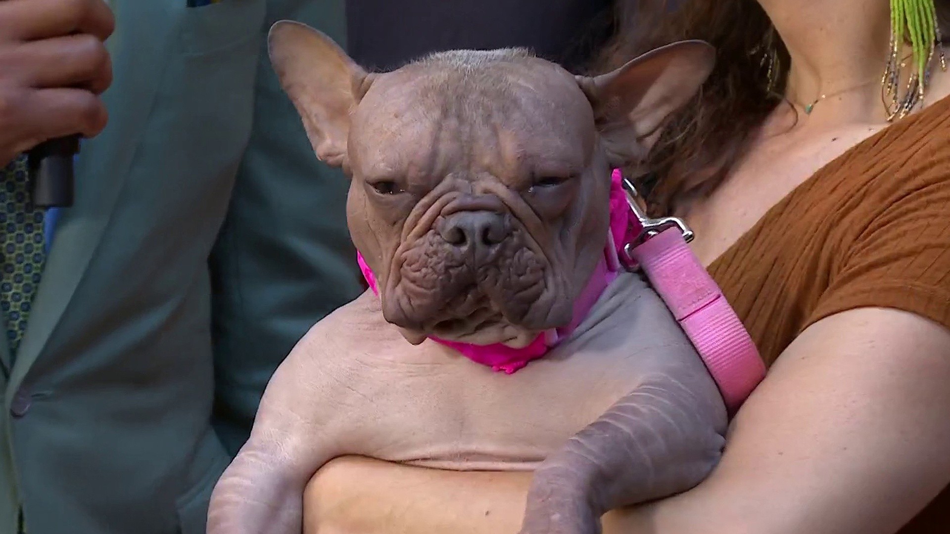 Meet Petunia, the Winner of the World's Ugliest Dog Contest