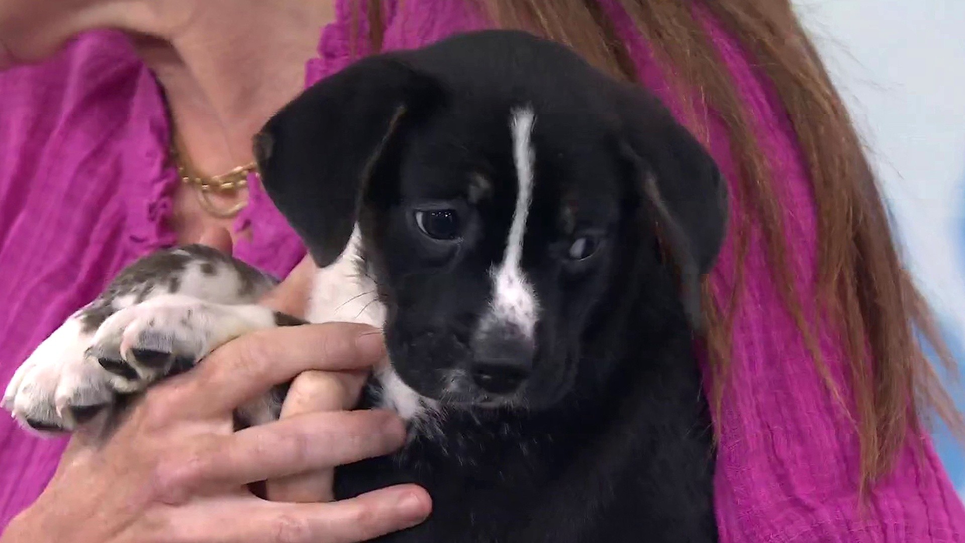 Animal Trainer Shares How to Properly Prepare for Pet Adoption