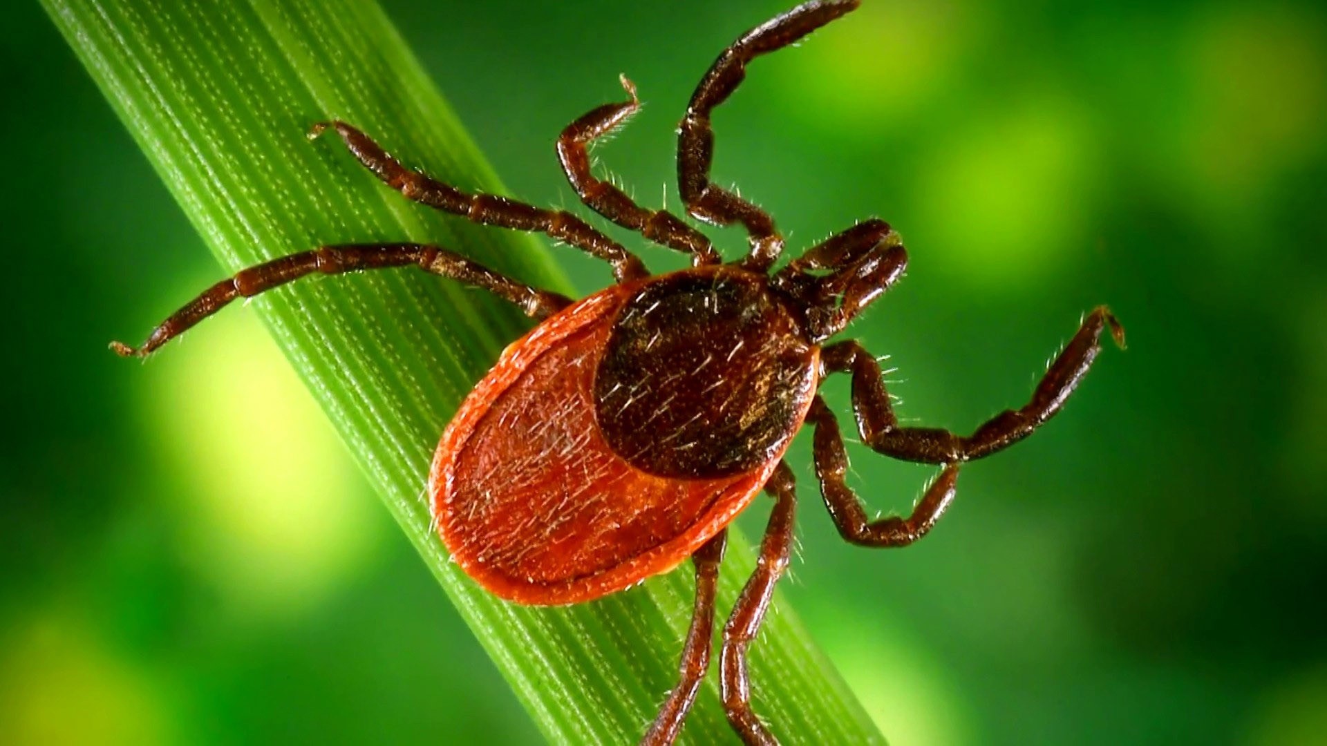 NJ Man is First Death Linked to Alpha-Gal Allergy Caused by Tick