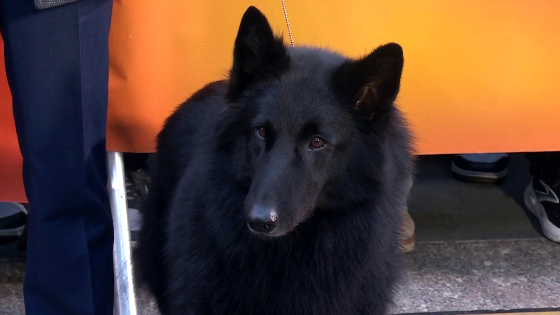 Soleil Celebrates National Dog Show Win on the TODAY Plaza