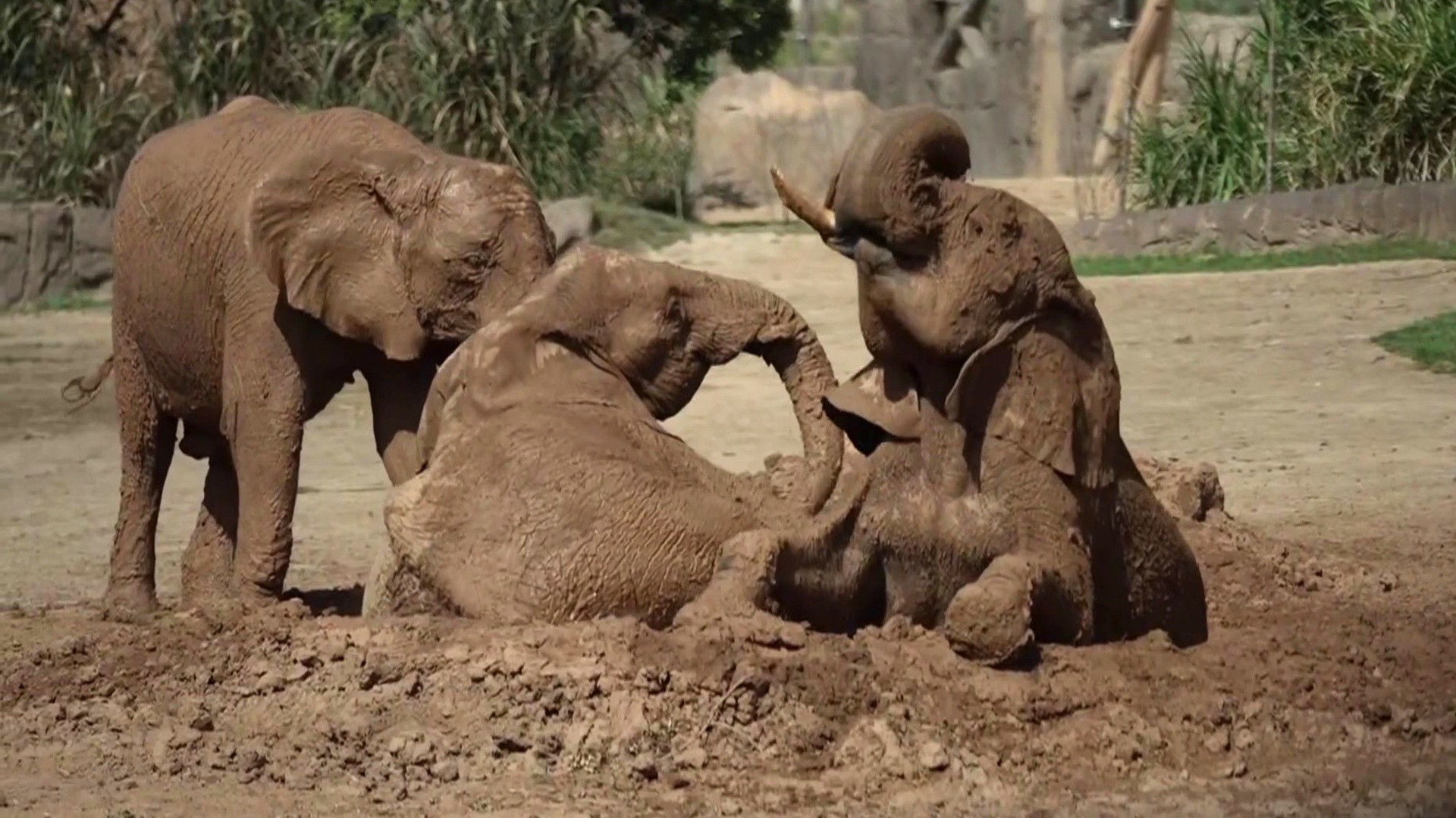Exclusive: Get a First Look at San Diego Zoo's Elephant Valley