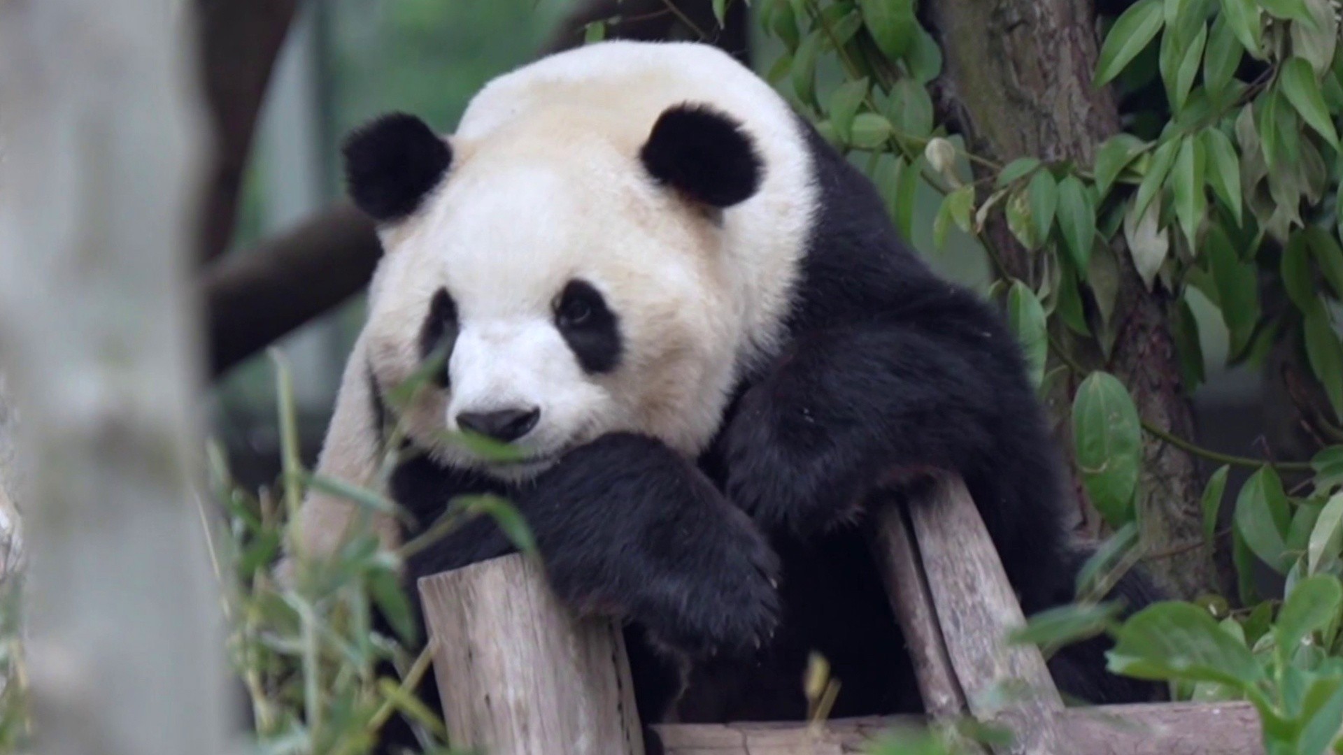 Get a First Look at 2 Giant Pandas Heading to Atlanta From China
