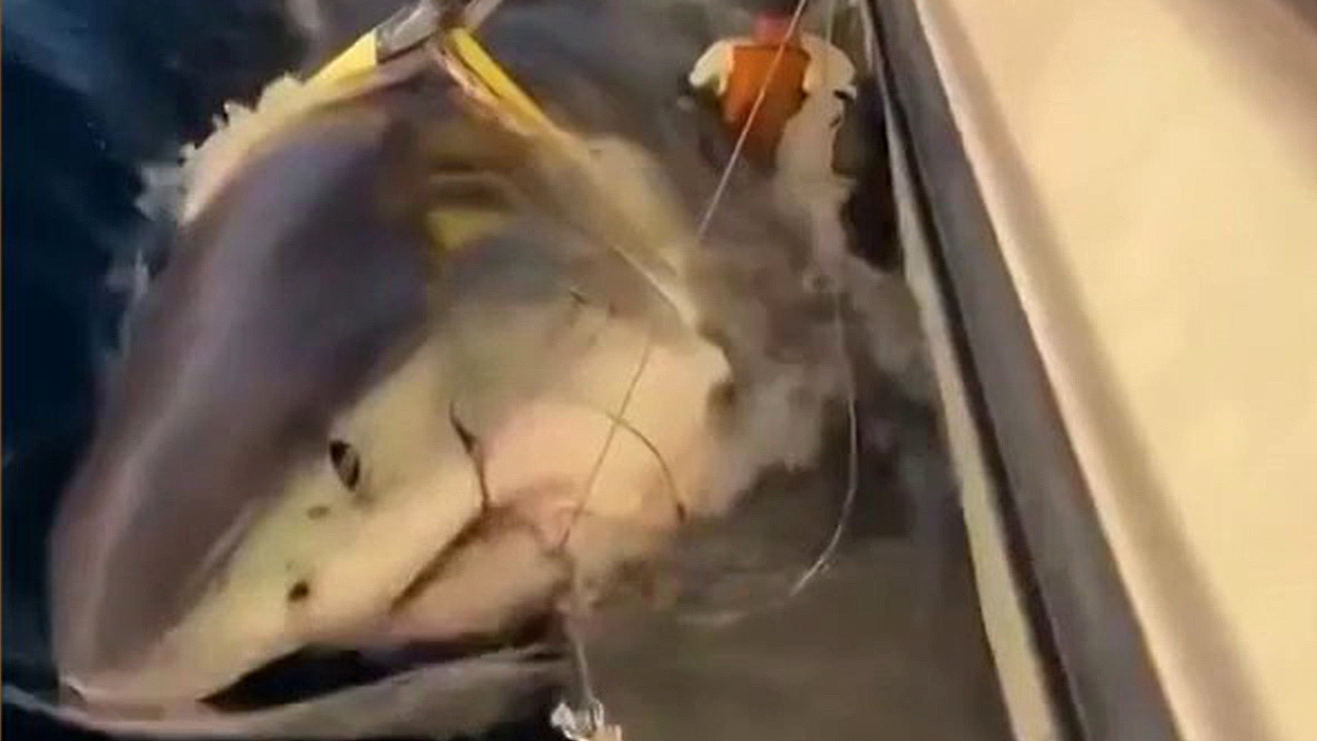 Record-Breaking 14-Foot Shark Appears Headed for Cape Cod