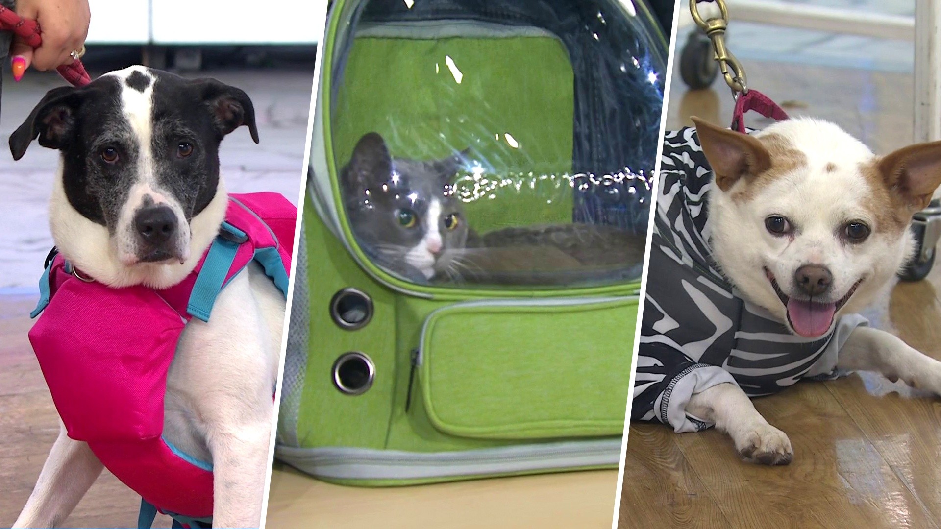 Must-Have Summer Gear to Keep Your Pets Safe While Outdoors
