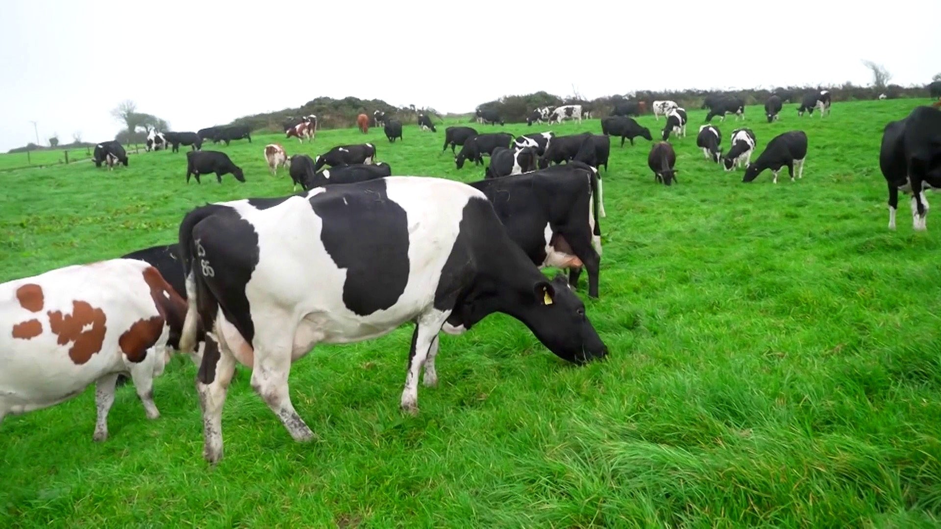 TODAY’s Al Roker Visits a Traditional Irish Dairy Farm